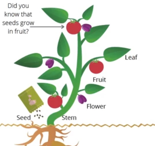 Edible Parts of  Plant - Poster image